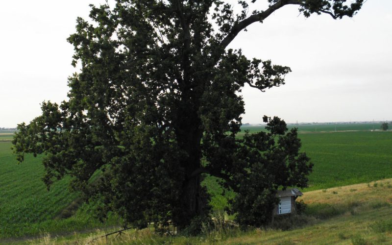 Die Eichen von Dante