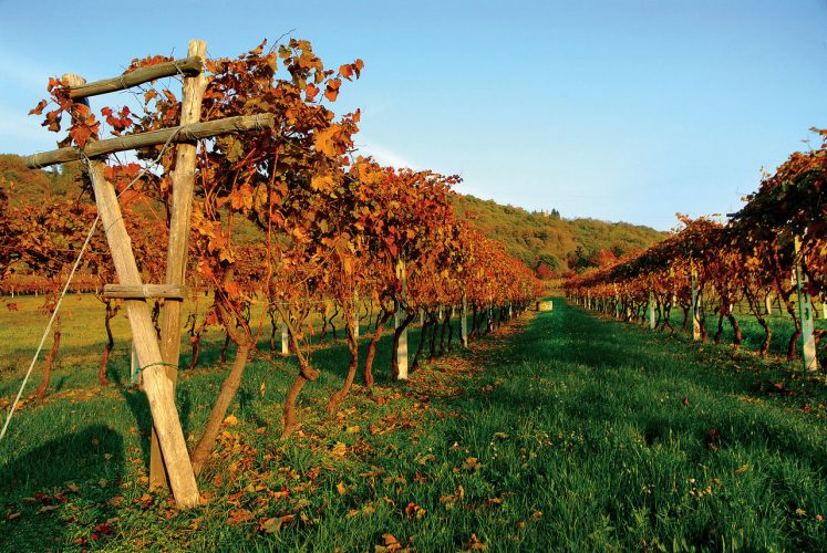 Zwischen Moränenweinbergen und den Düften von Erbaluce, dem weißen Herzen des Canavese