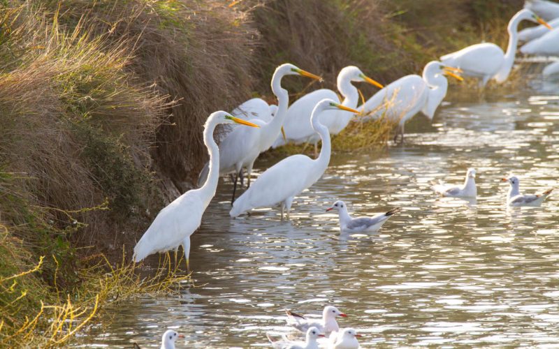 Ferrara, Stadt der Renaissance