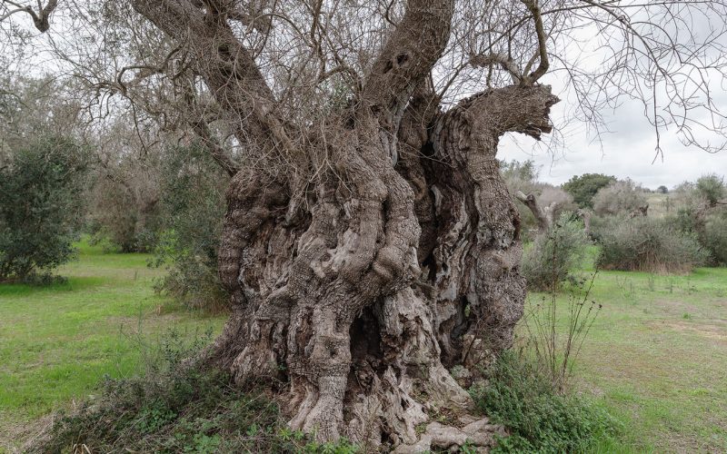 L’ulivo monumentale della frazione Borgagne di Melendugno è il più antico del Salento e forse d’Italia