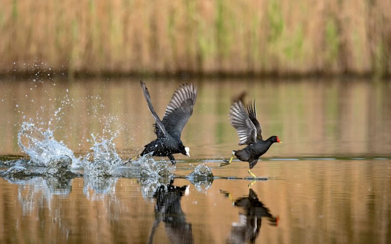 Lago di Alviano, WWF-Oase