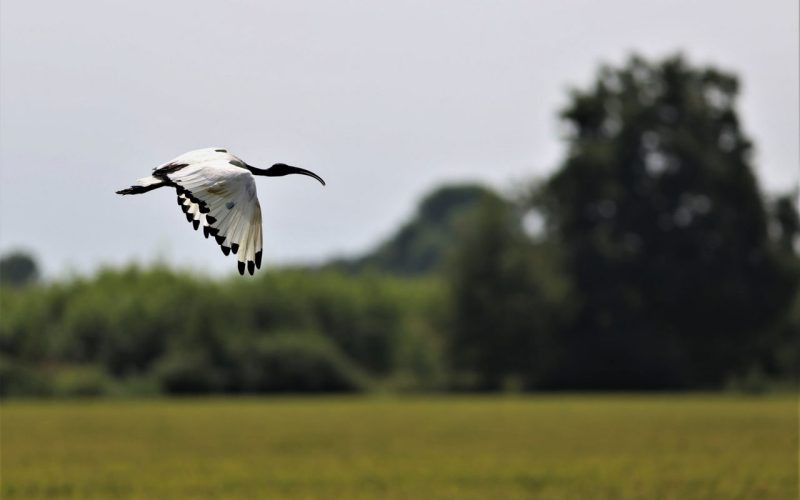 Garzaia di S. Alessandro