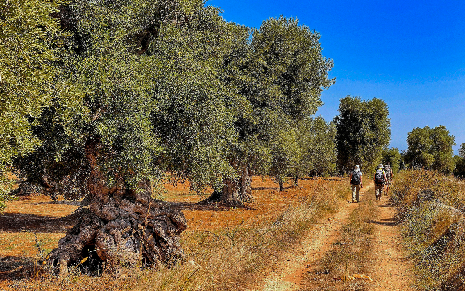 Die Ebene der Olivenbume in Apulien: Route  Italia.it