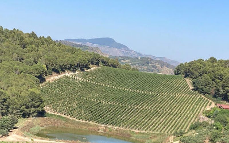 Vittoria DOCG: das Reich des Cerasuolo