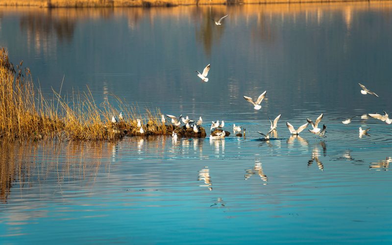 Ankunft am Lago di Massaciuccoli