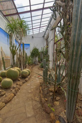 Succulent plants greenhouse