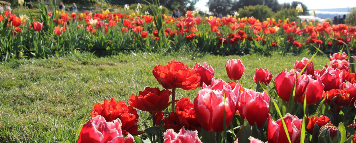 The tulips of Turri Italia.it
