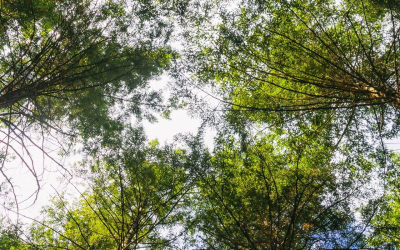 The Aspromonte beech forests, UNESCO World Heritage Site