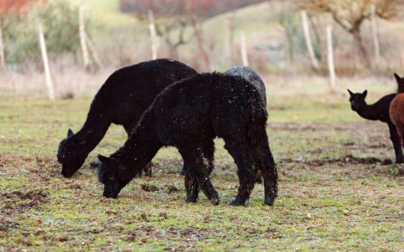 Central Italy: alpacas, centuries-old vineyards and forgotten fruits
