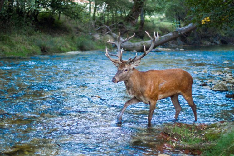Abruzzo, Lazio and Molise National Park