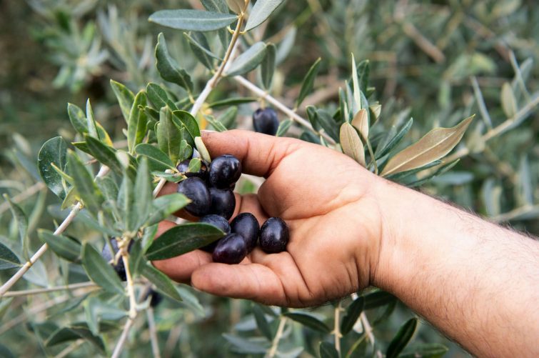 Olive oil