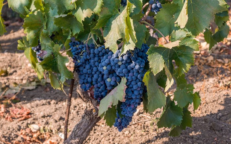 Riesi DOC: excellence in the heart of Sicily
