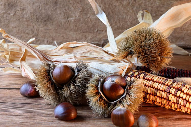 Composition of prickly burrs with chestnuts and a corncob