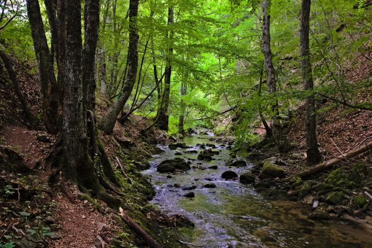Boschi della Sila, Parco Nazionale della Sila - Calabria