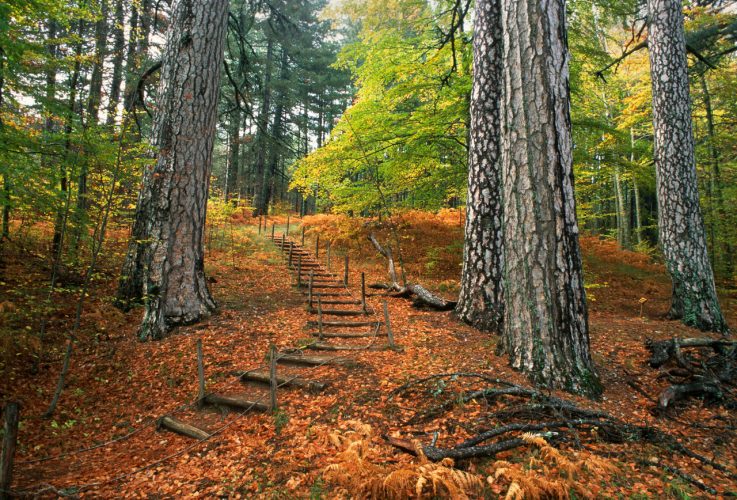 Sentiero nel Parco Nazionale della Sila, Calabria