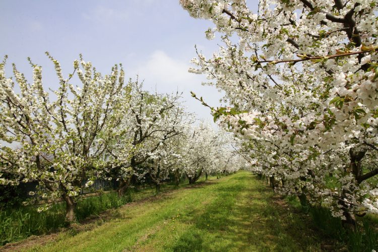 Ciliegi in fiore a Vignola - Modena, Emilia Romagna