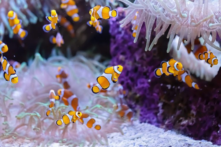 Acquario marino di Trieste, Friuli Venezia Giulia