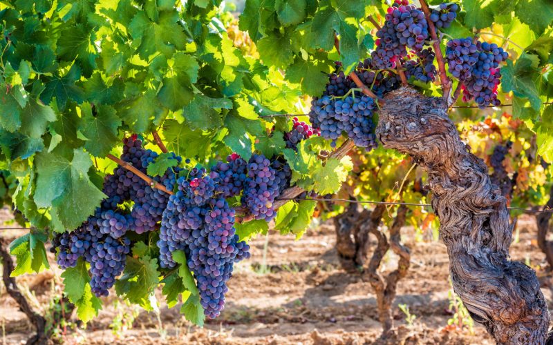 cantina angiolas sardegna