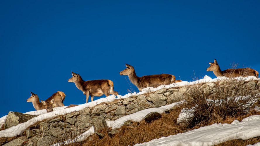 Parco Nazionale dello Stelvio