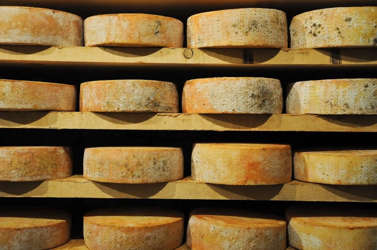 Forme di Fontina poste a stagionare su scaffali di legno