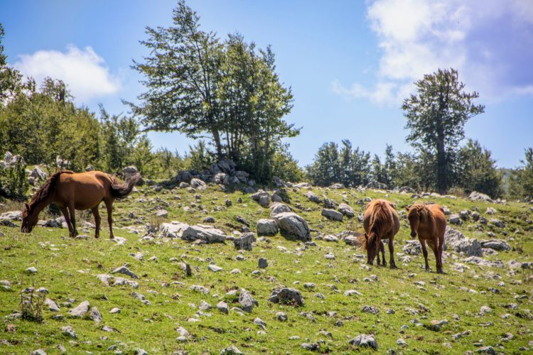 Panorama autunnale del parco, con alcuni cavalli al pascolo