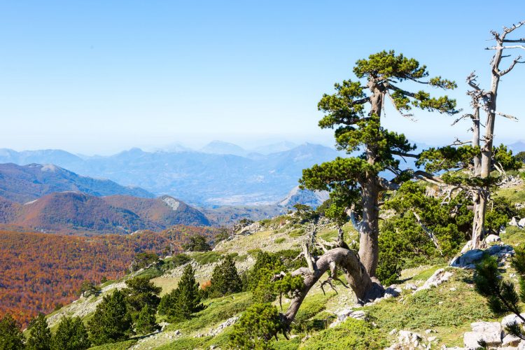 Una veduta molto ampia del parco in cui si staglia, sulla destra, un esemplare di Pino Loricat