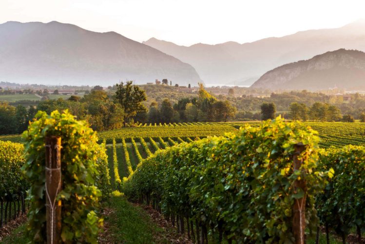 Cuore della Franciacorta: in buca tra vigneti e bollicine