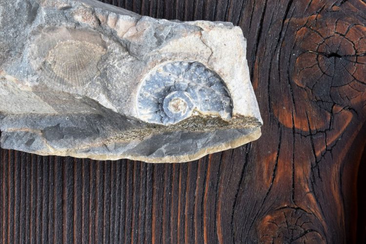 Reperti fossili - Monte San Giorgio, Lombardia