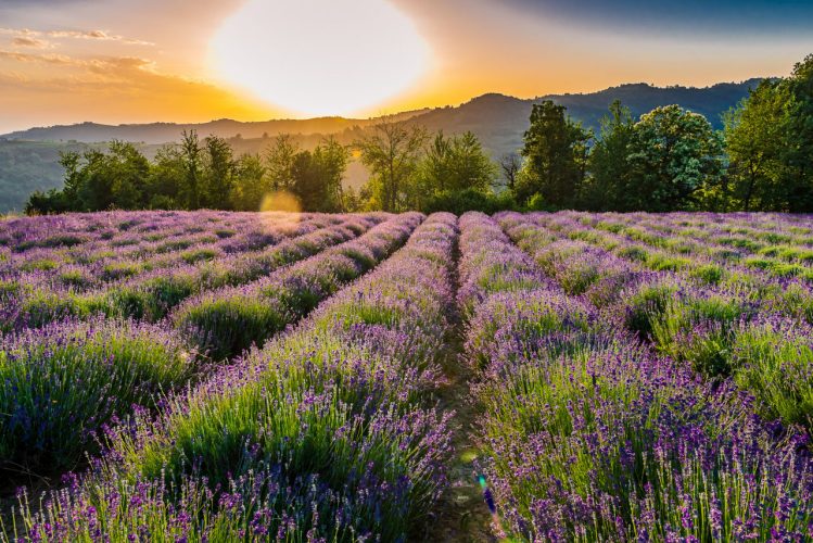Campo di lavanda - Sale San Giovanni, Piemonte