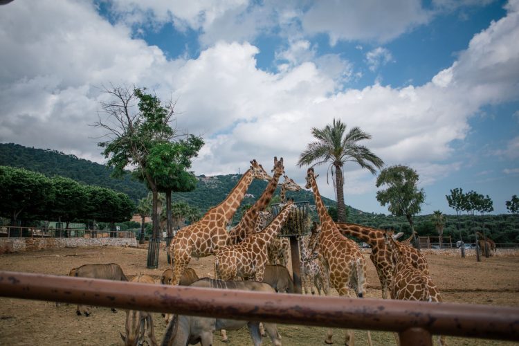 Giraffe, Zoo di Fasano