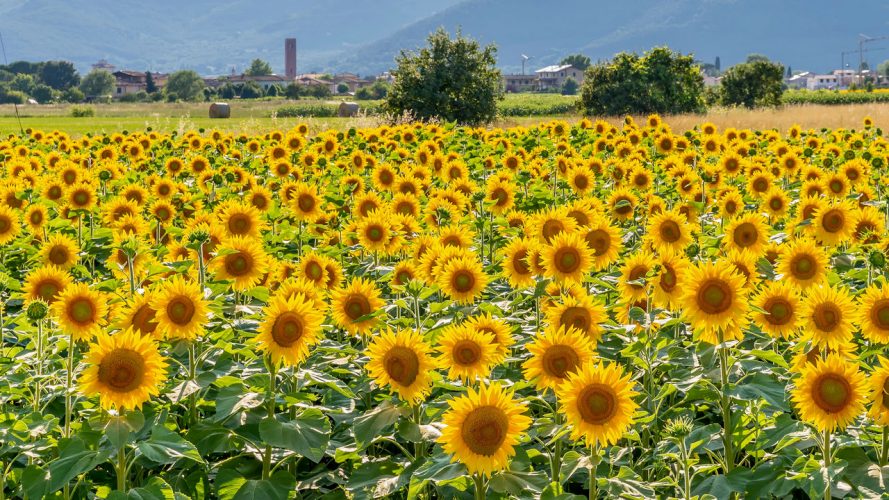 Girasoli in fiore con il borgo di Bientina, nel pisano, sullo sfondo - Toscana