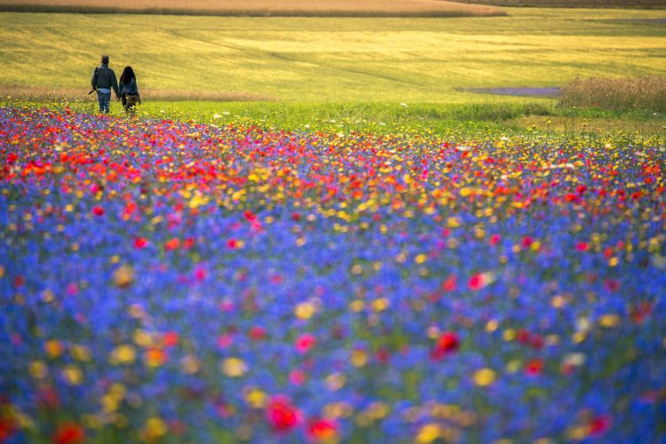 Castelluccio di Norcia - Norcia, Umbria