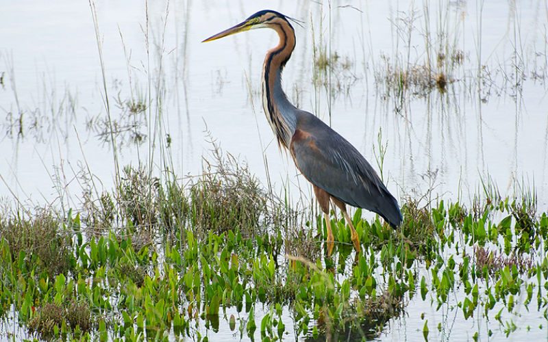 Bassin de Volta Grimana, du Pô de Venise au Pô de Levante