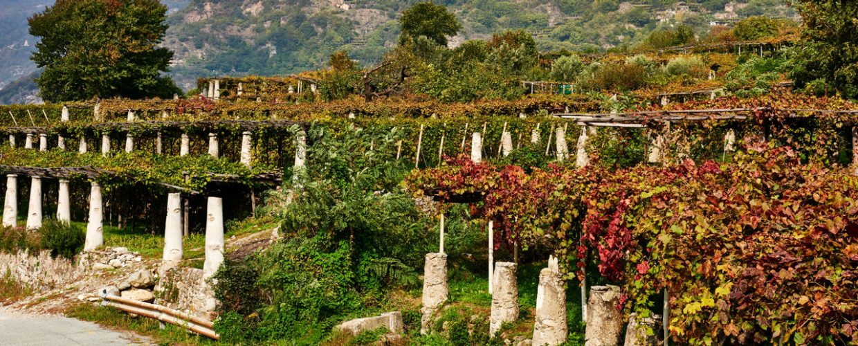 A journey through vineyards and border flavors in the heart of Nebbiolo country