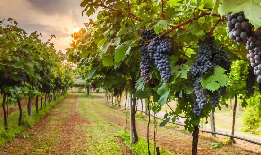 Vigneti nel Chianti - Toscana