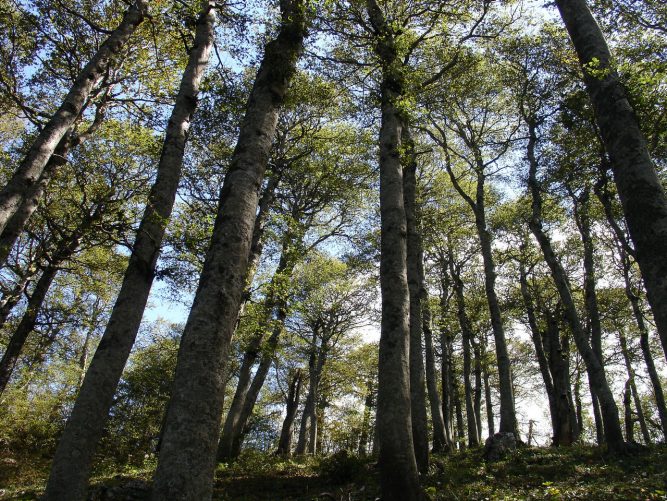 Faggete Vetuste del Pollinello