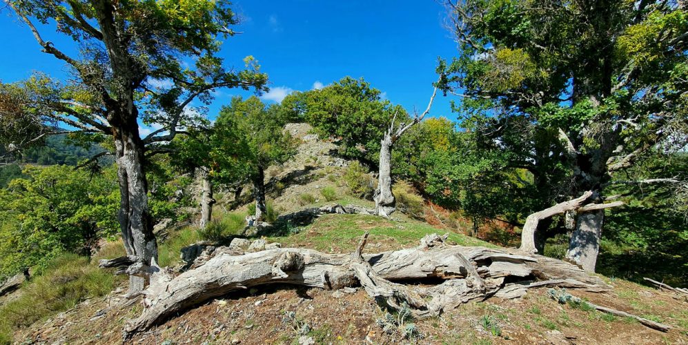 Faggete Vetuste della Valle Infernale