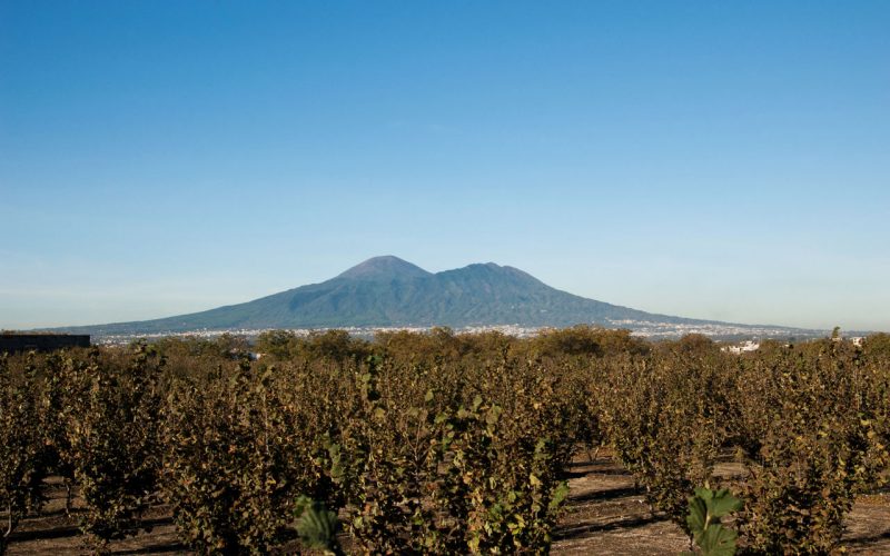 The wines and landscapes of Vesuvius
