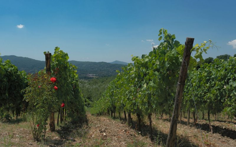 The wines and villages of Irpinia