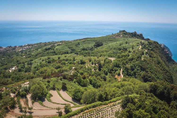 Vigneto sulle colline dell'isola d'Ischia - Ischia, Campania