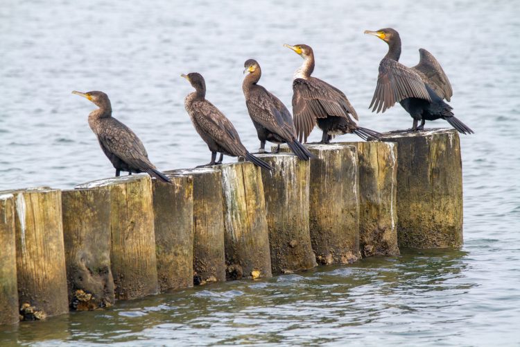 Cormorani - Valli di Comacchio