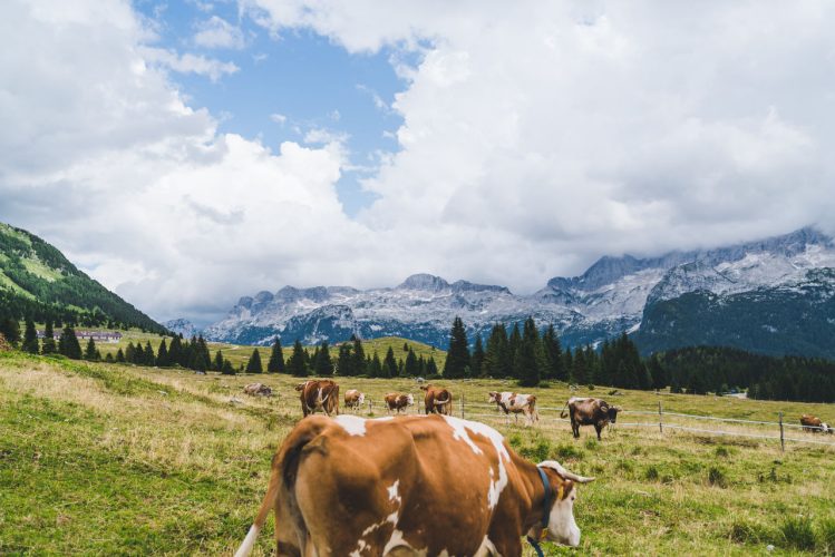 Natura - Friuli Venezia Giulia