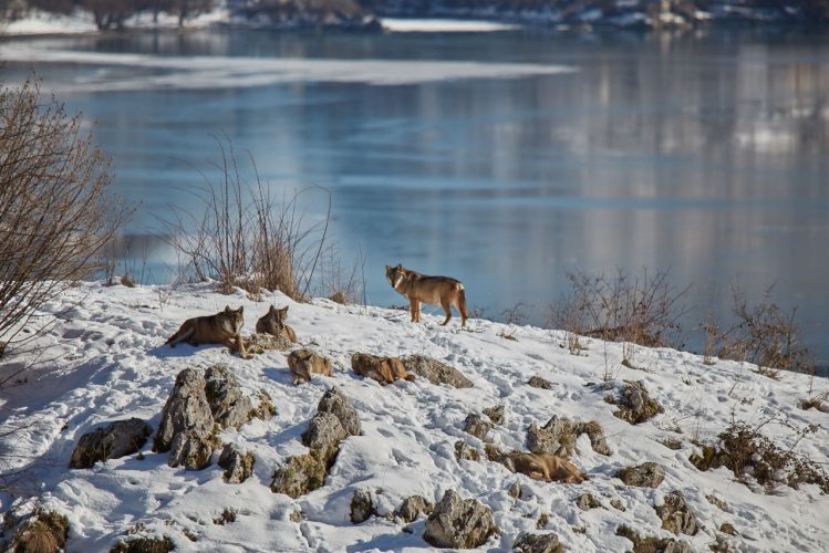 Parco nazionale d'Abruzzo, Lupo