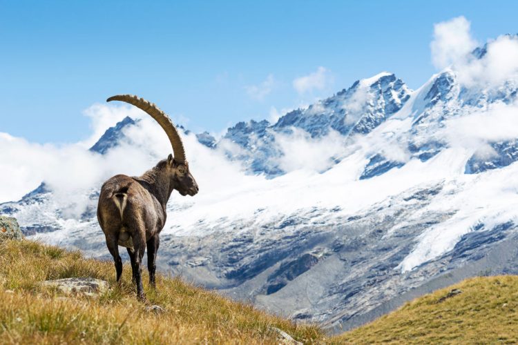 Stambecco nel Parco Nazionale del Gran Paradiso