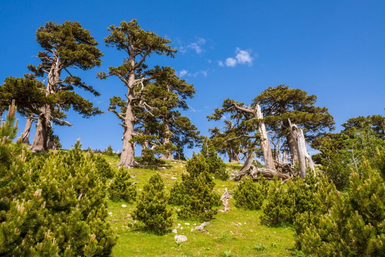 Parco Nazionale del Pollino