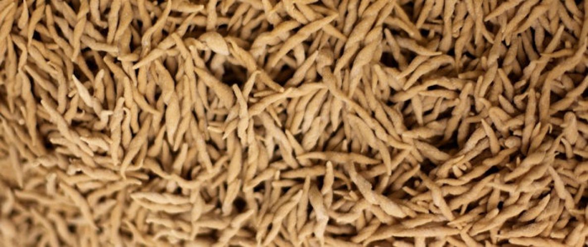 Busalla: Trofie di farina di castagne