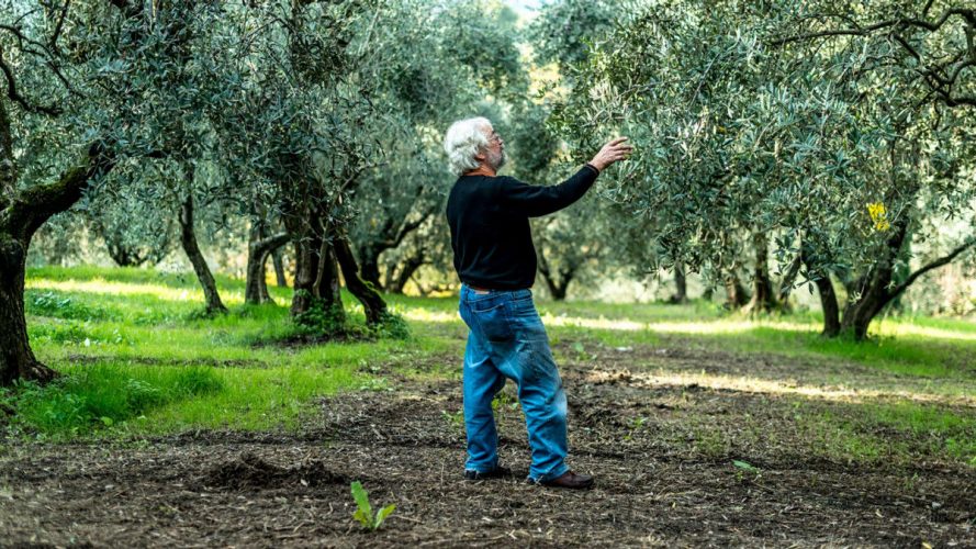 Oil and ancient peasant traditions: a journey to discover the DOP Cartoceto di Mombaroccio oil