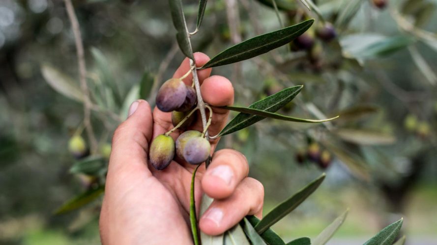 A journey through Ostra, in the footsteps of olive oil