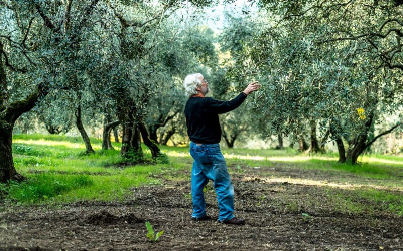 L’olio, il benessere e il gusto: Cartoceto