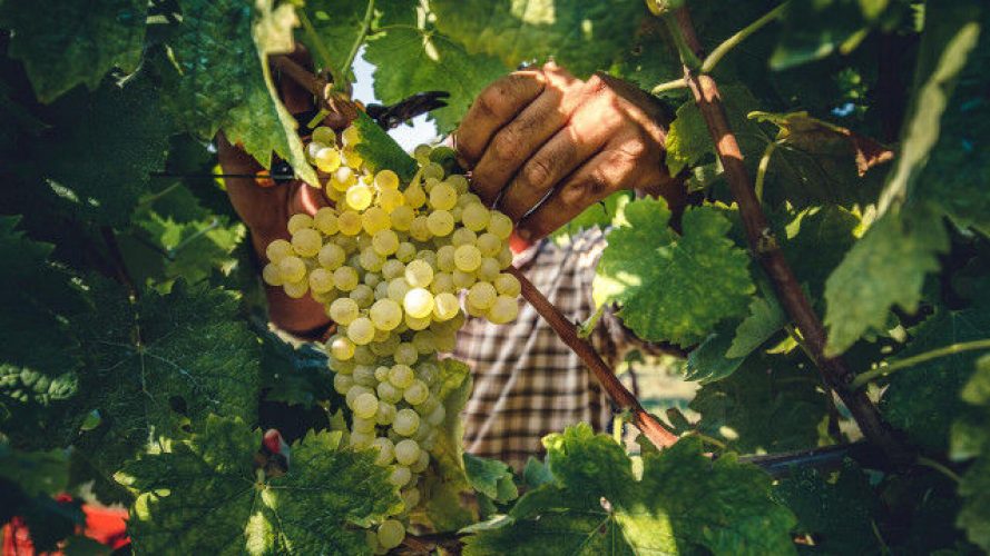 Fossombrone and the Bianchello wine that defeated Hasdrubal